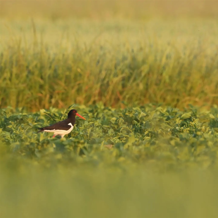Bericht Kringlooplandbouw zorgt voor meer vogelsoorten bekijken